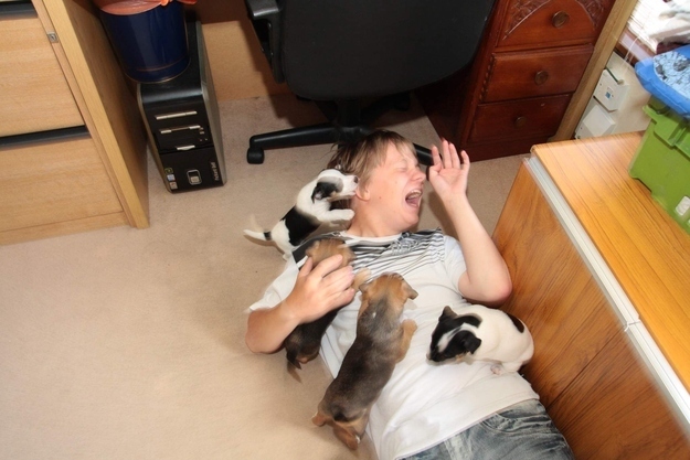 Donna aggredita da cuccioli di cane