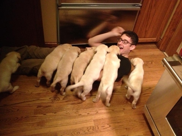 Uomo aggredito da cuccioli teneri di cane